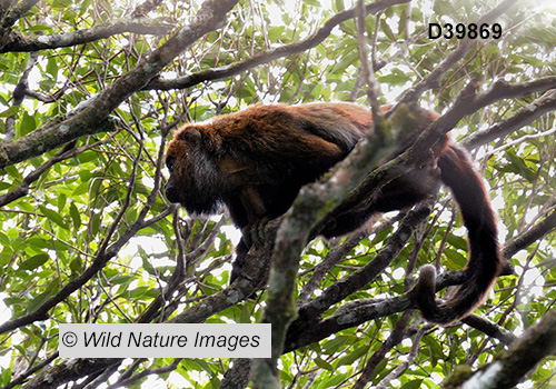 Brown Howler (Alouatta guariba)